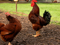 040128cock_crows_hen_listens_dq