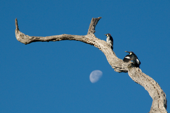 Acorn Woodpeckers and Moon