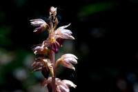 Insect Visits Coralroot Orchid (Corallorhiza maculata?)