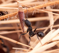 Harvester Ant (Messor andrei) with Twisted Seed