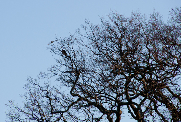 American Kestrel (Falco sarverius), Dive-bombing a Cooper's Hawk (Accipiter cooperii)