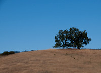 Peaceful Oak