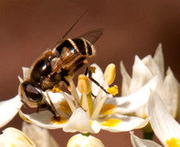 Bee on Flowers of Fremont's Star Lily (Zigadenus fremontii) (Detail)