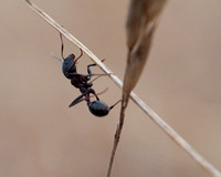 Ant on Grass Stem
