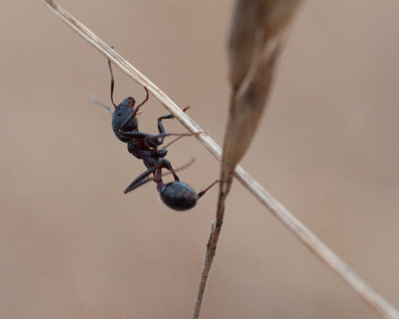 Ant on Grass Stem