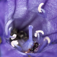 Winter Ant (Prenolepis imparis) in Blossom of Ithuriel's Spear (Tritelia laxa)