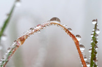 Dewdrops on Bent Grass (2)