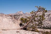 Pine with Granite