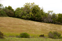 Grassland and Oaks
