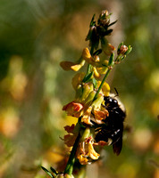 Native Bee on California Broom (Lotus scoparius var. scoparius)