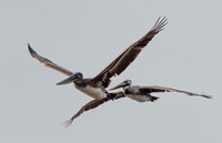Brown Pelicans (Pelecanus occidentalis) in Flight