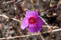 Farewell-to-spring (Clarkia rubicunda)