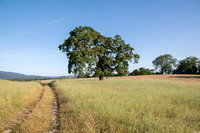 Road to Lonely Oak