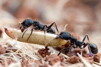 Two Harvester Ants with Seed