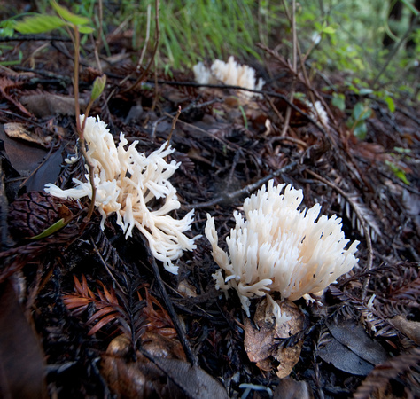 White Coral Mushroom (Ramariopsis kunzei)