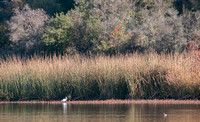 Great Egret (Ardea alba) Hunting on Searsville Lake