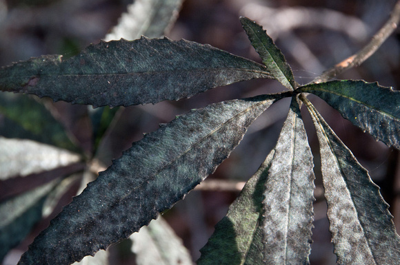 Leaves of Yerba Santa (Eriodictyon californicum)