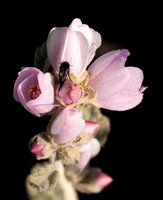 Beetle on Flowers of Chaparral Mallow