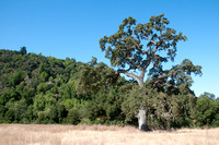 Majestic Valley Oak between Woodland & Grassland