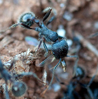 Worker Ant with Winged Insect