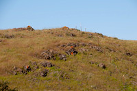 Serpentine Rocks with Red Lichen
