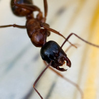 Conspicuous mandibles of Carpenter Ant (Camponotus sp.), with dewdrops