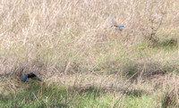 Western Bluebirds (Sialia mexicana) Hunting