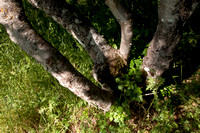 Poison Oak and Treetrunks