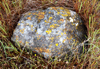 Serpentine Rock in Grasslands