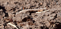 Pheidole californica Ants