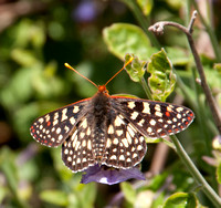 Variable Checkerspot Butterfly (Euphydryas chalcedona) on Blue Witch Nightshade (Solanum umbelliferum)