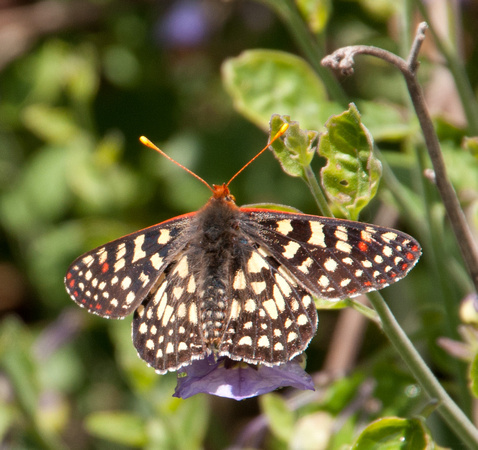 Variable Checkerspot Butterfly (Euphydryas chalcedona) on Blue Witch Nightshade (Solanum umbelliferum)