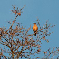 American Robin (Turdus migratorius) on Valley Oak