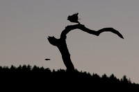 Hunting Hawk Sequence (4)