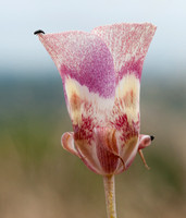 Clay Mariposa Lily (Calochortus argillosus) and Insect