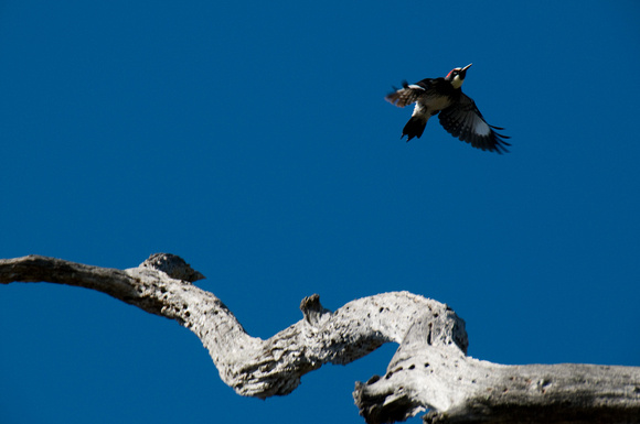 Acorn Woodpecker in Flight (4)