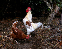 071010rooster_crowing_with_hen_crop_please_dq