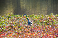 Great Blue Heron (Ardea herodias) Fishing
