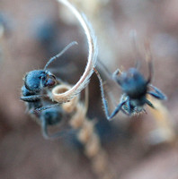 Ants on Seed