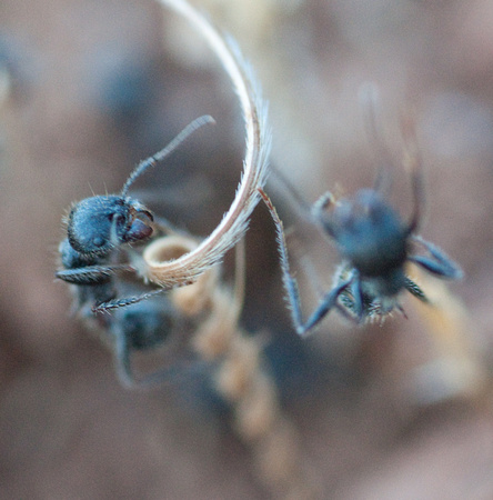 Ants on Seed