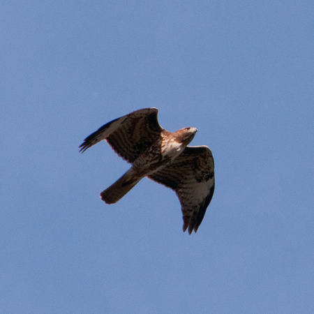 Juvenile Red-tailed Hawk (Buteo jamaicensis) (?) in flight