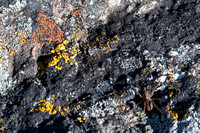 Spider and Lichen