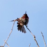 Male Anna's Hummingbird (Calypte anna), showing off