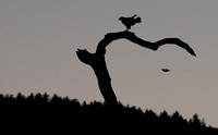 Hunting Hawk Sequence (3)