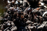 Two Harvester Ants (Messor andrei) in Greeting