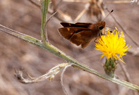 Moth on Thistle Flower