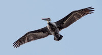 Overhead Pelican (2)