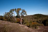 Panorama with Valley Oak & Toyon