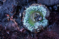 Open Sea Anemone