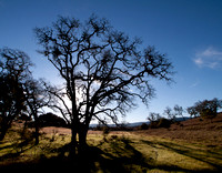 Profile of Valley Oak (Quercus lobata)